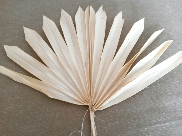 Palm sun spear bleach