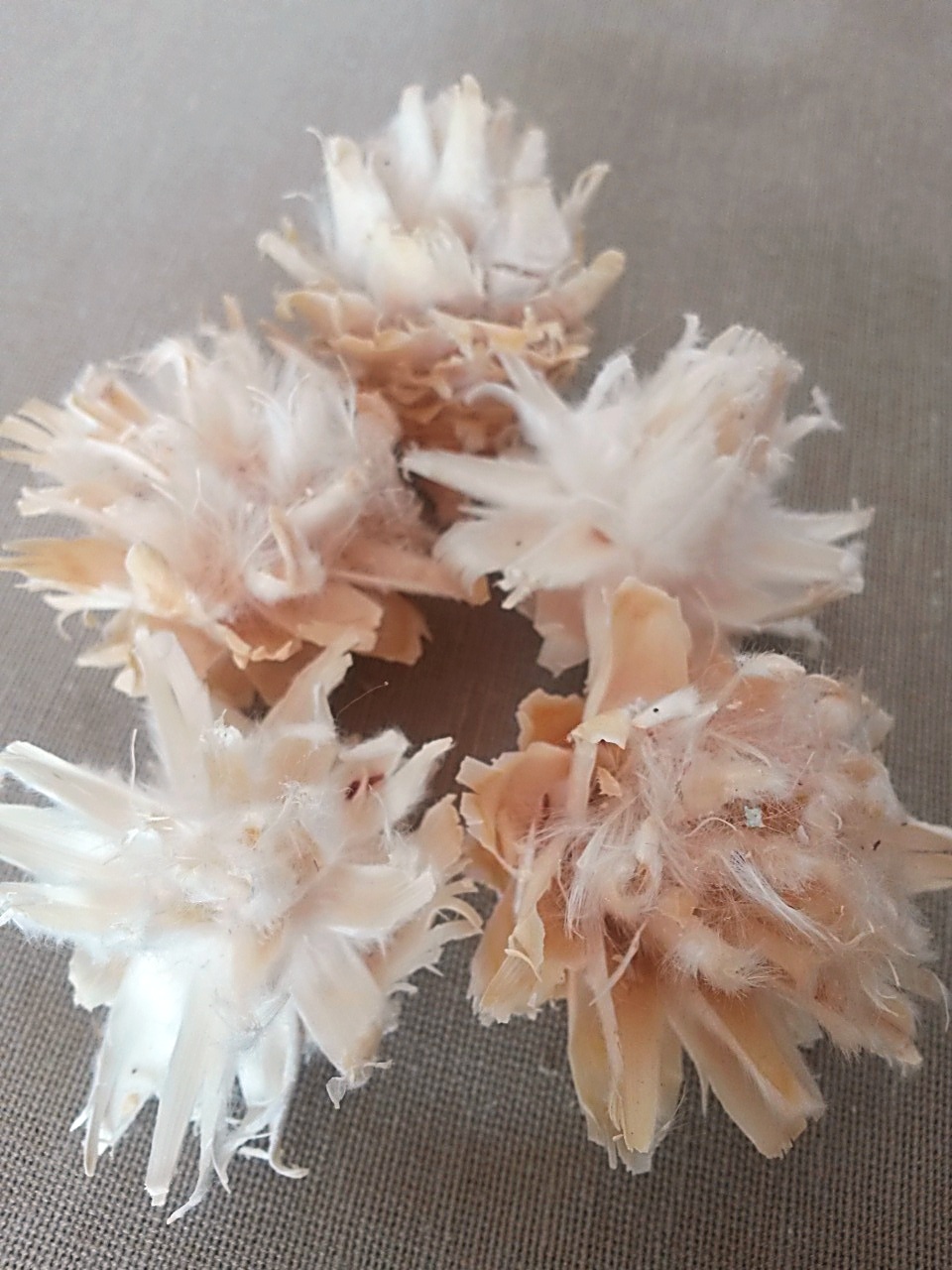 Plumosum bleached