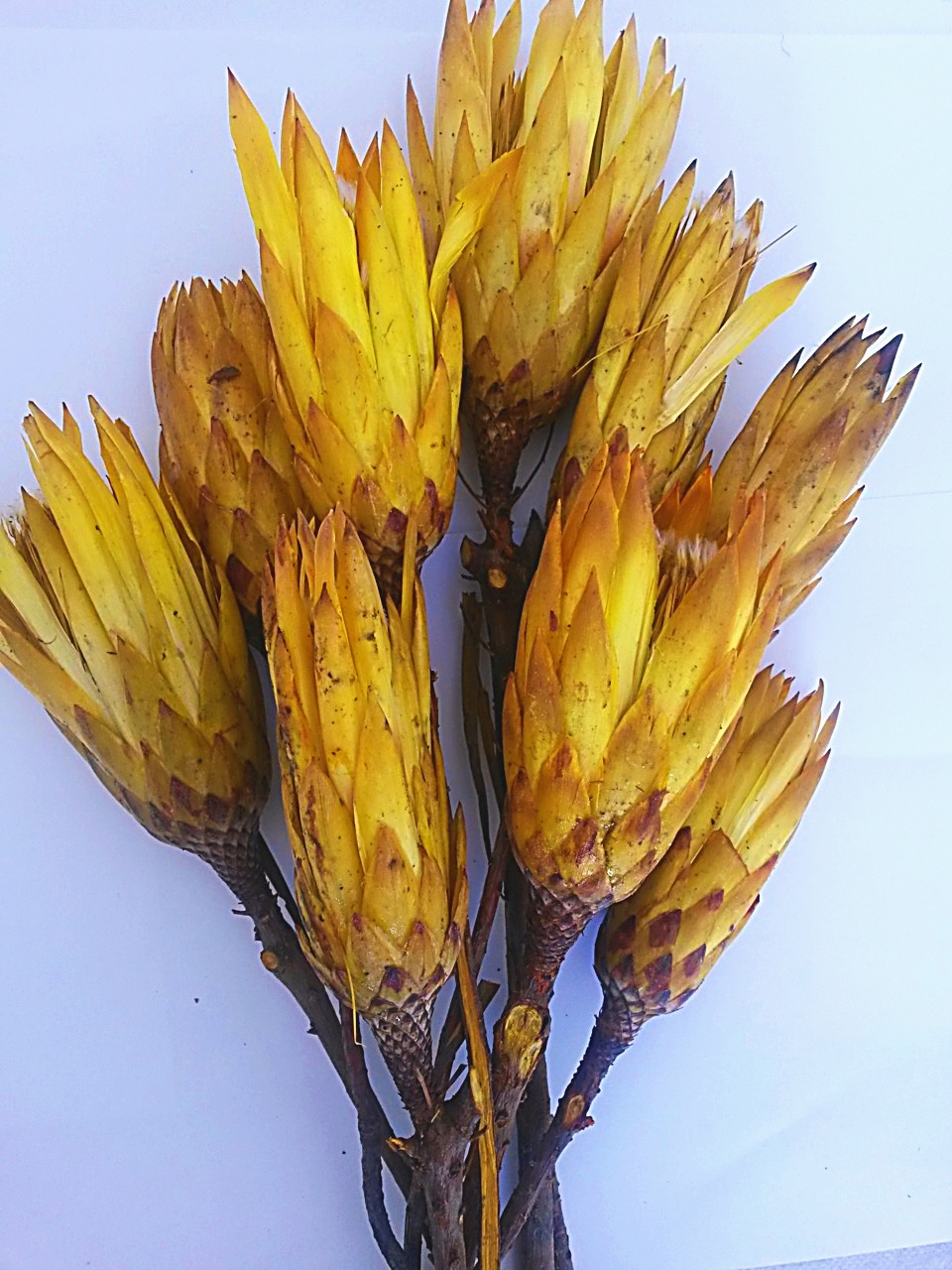 Repens yellow