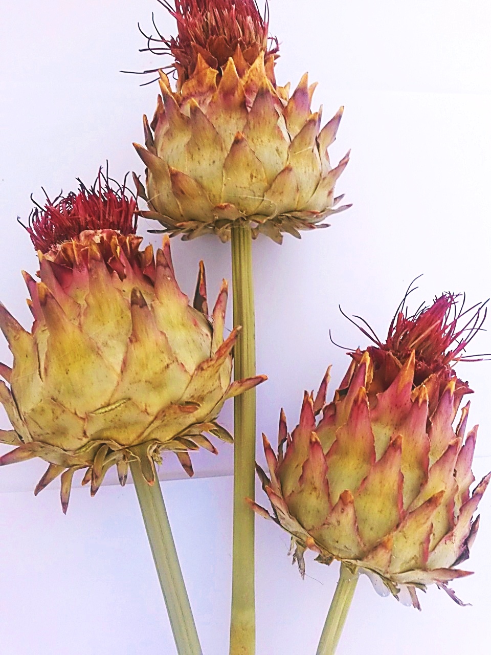 Artichoke medium