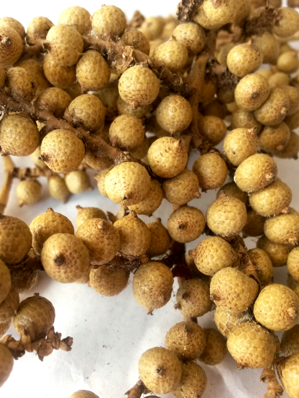 Canella special natural