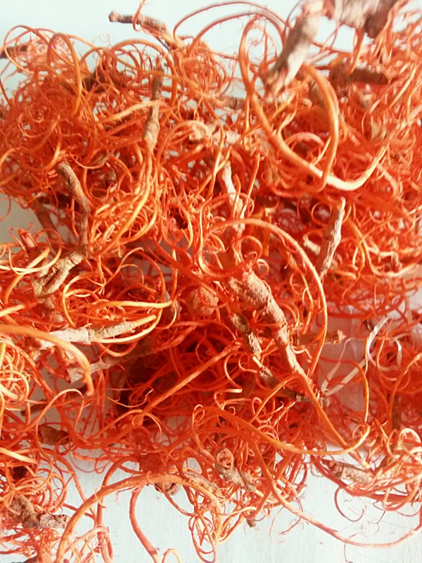 Curly Moss oranžová light