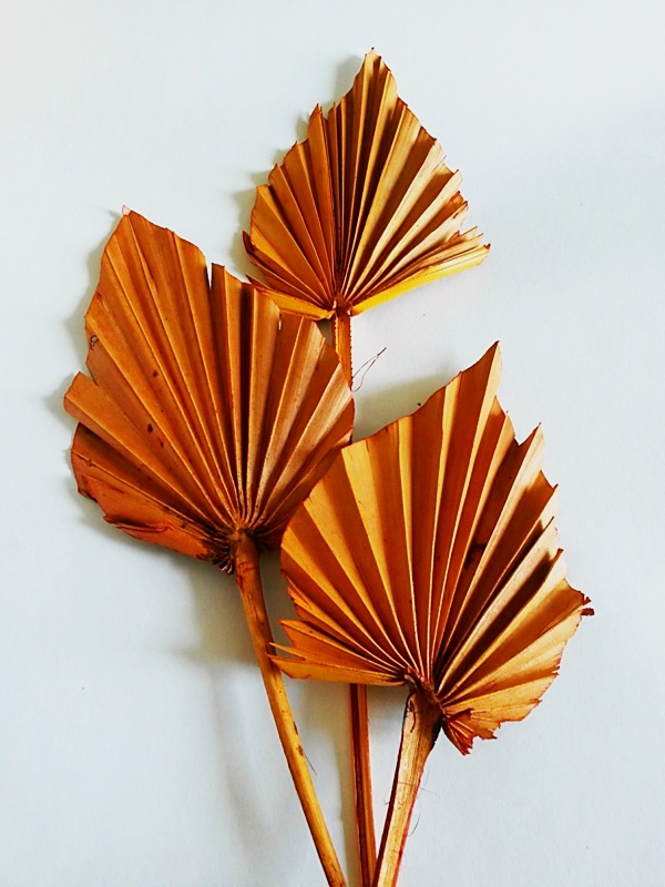 Palm spear oranžová