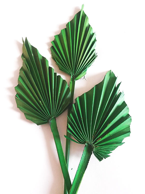 Palm spear zelená