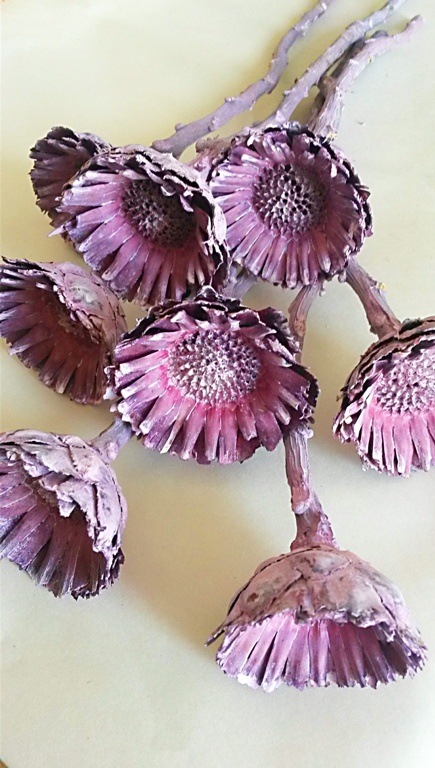 Compacta rosette brombeer frosted