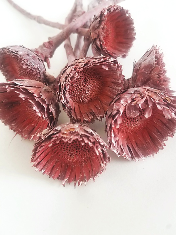 Obtusifolia rosette pink frosted