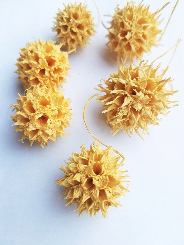 Amberbaum bleached