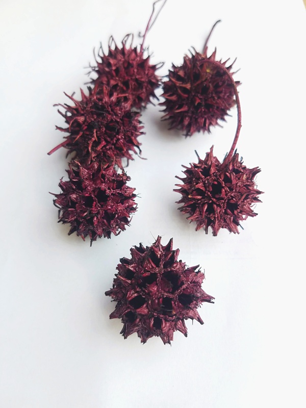 Amberbaum brombeer