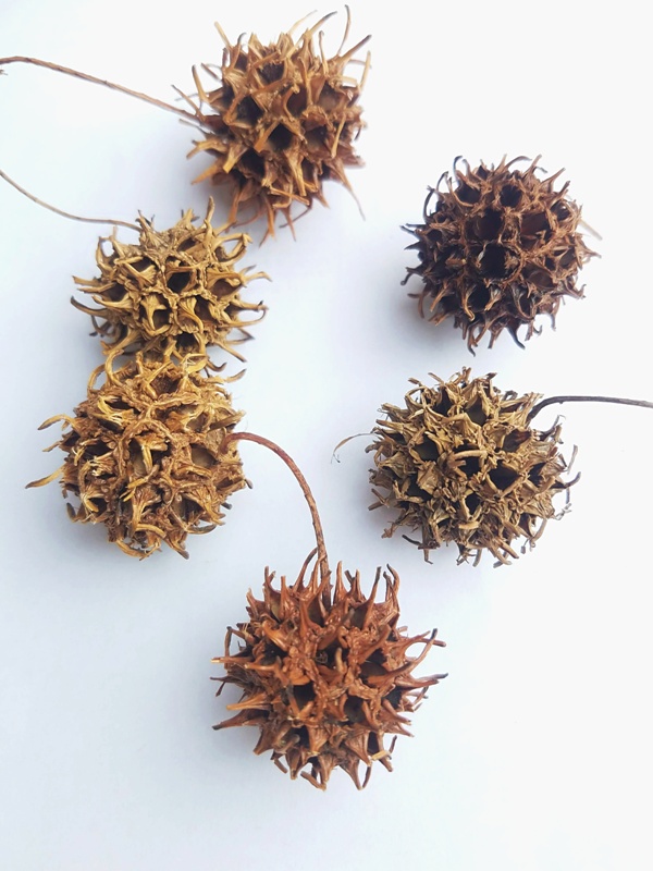 Amberbaum natural
