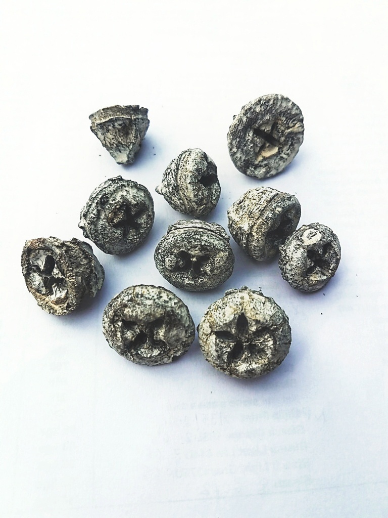 Eucalyptus pod natural stonewash