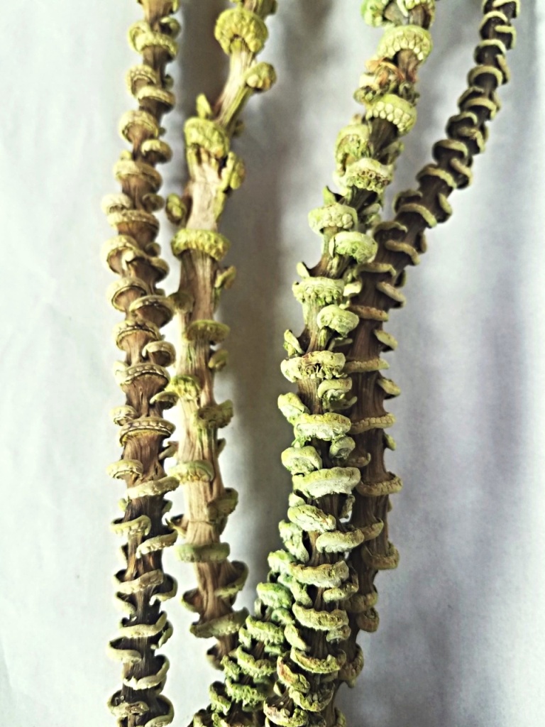 Banana stick light green