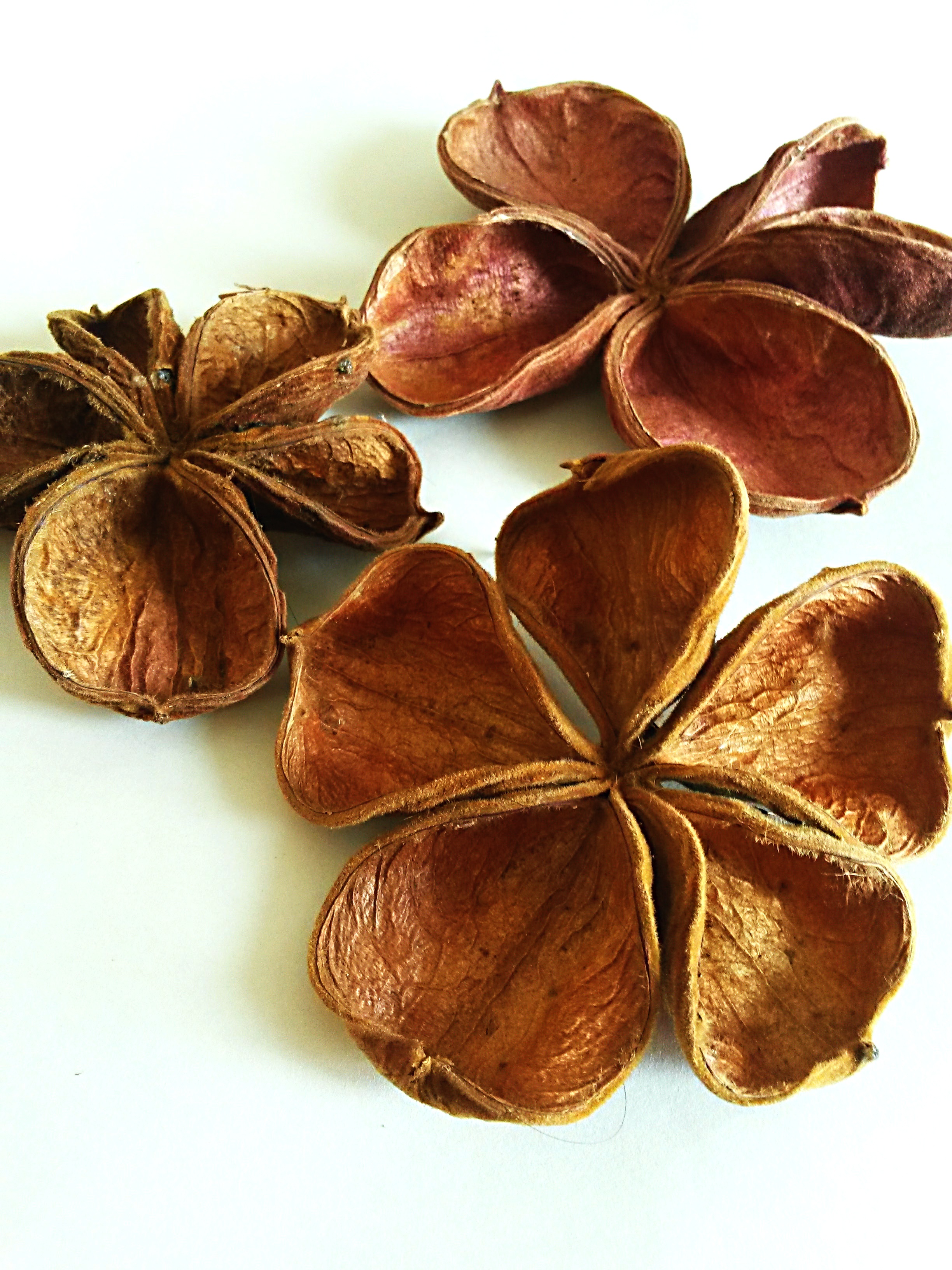 Land Lotus Natural 20 kusů