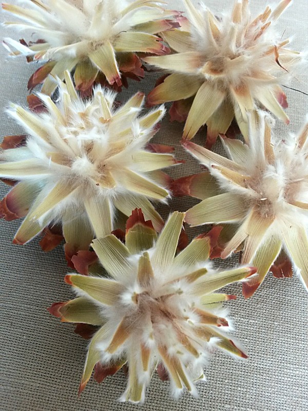 Plumosum cream loose