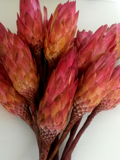 Repens erika bud