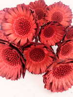 Compacta rosette red stopka