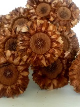 Coronata rosette brown stopka