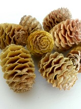 Sabulosum cream