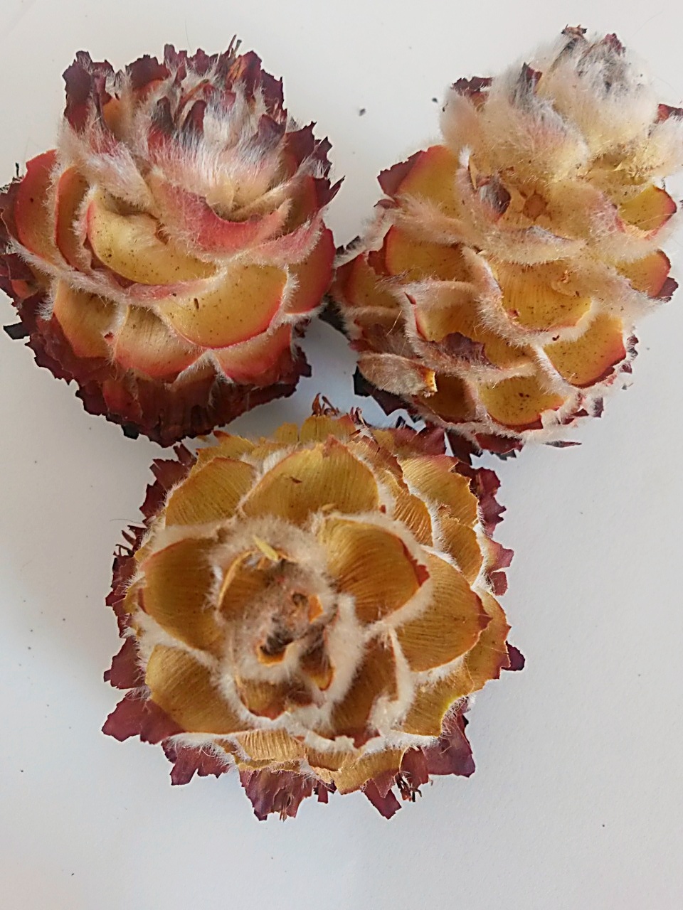 Daphnoides cream loose