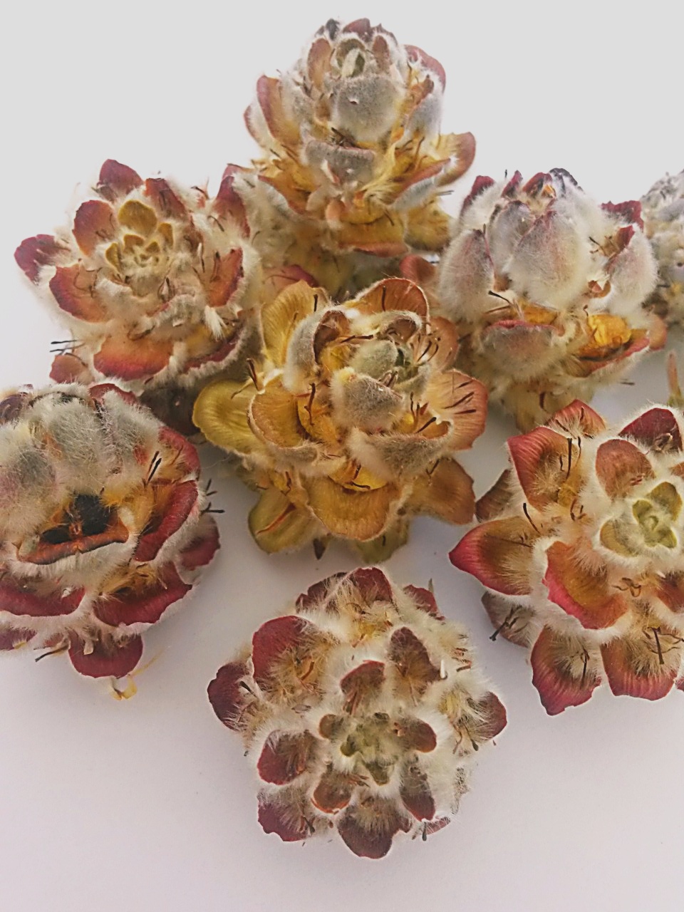 Pubescens