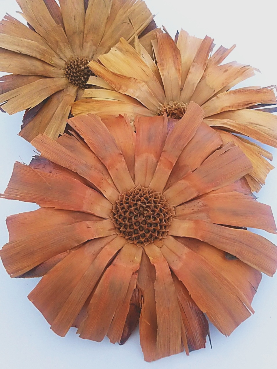 Repens supercuts brown loose 10-12 cm