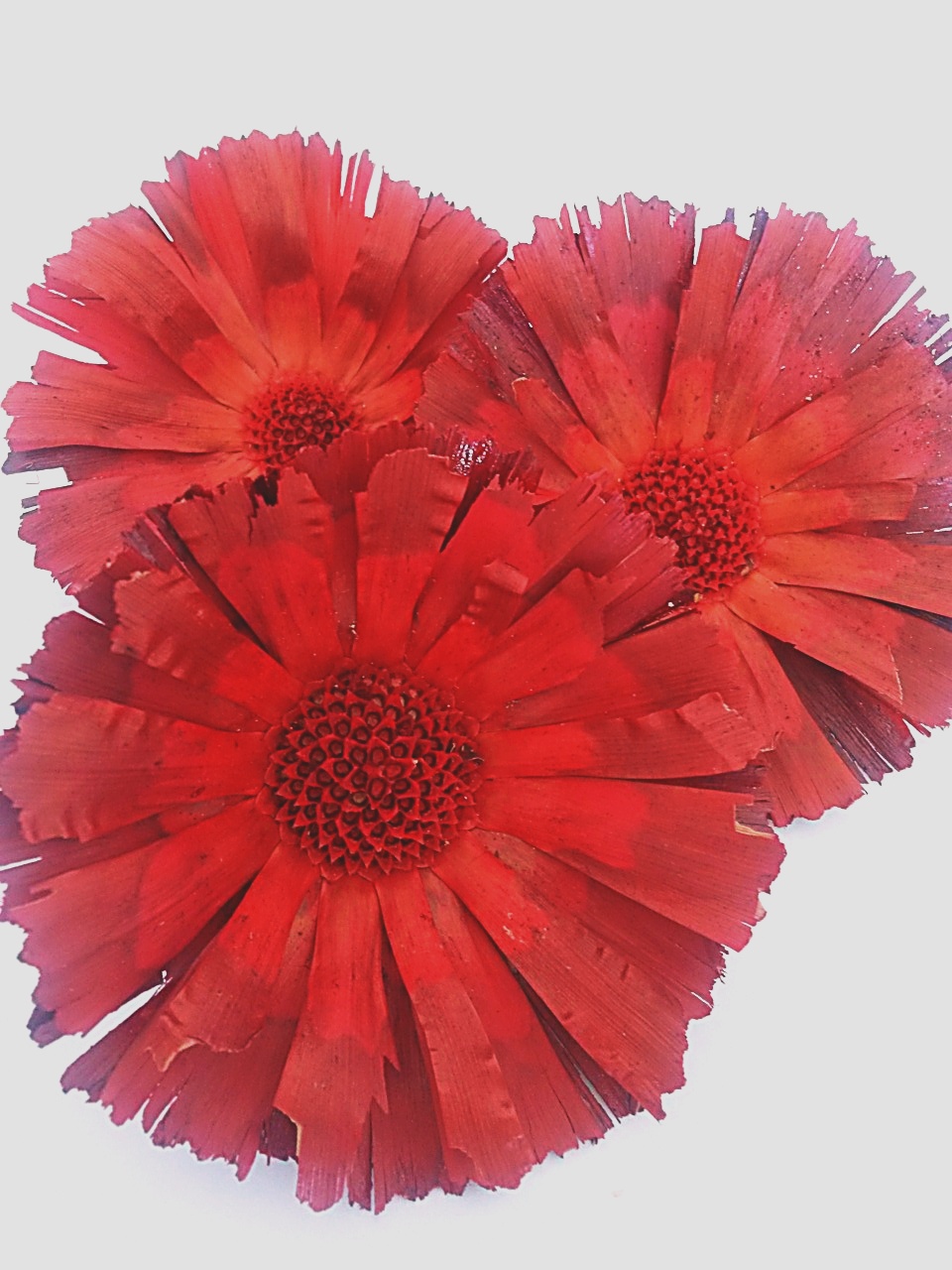 Repens supercuts red loose 8-9 cm