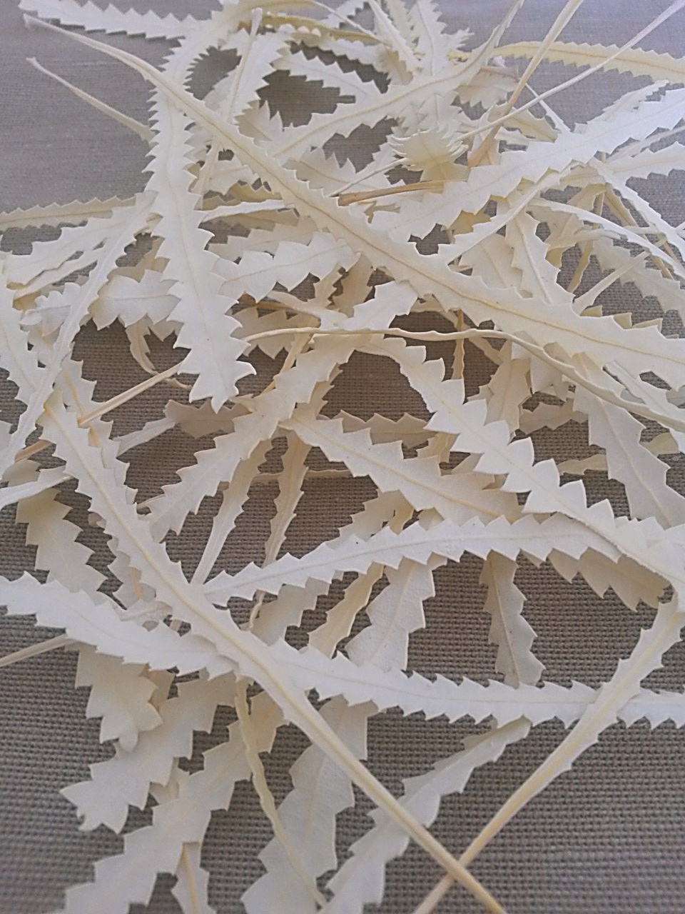 Banksia leaves bleached