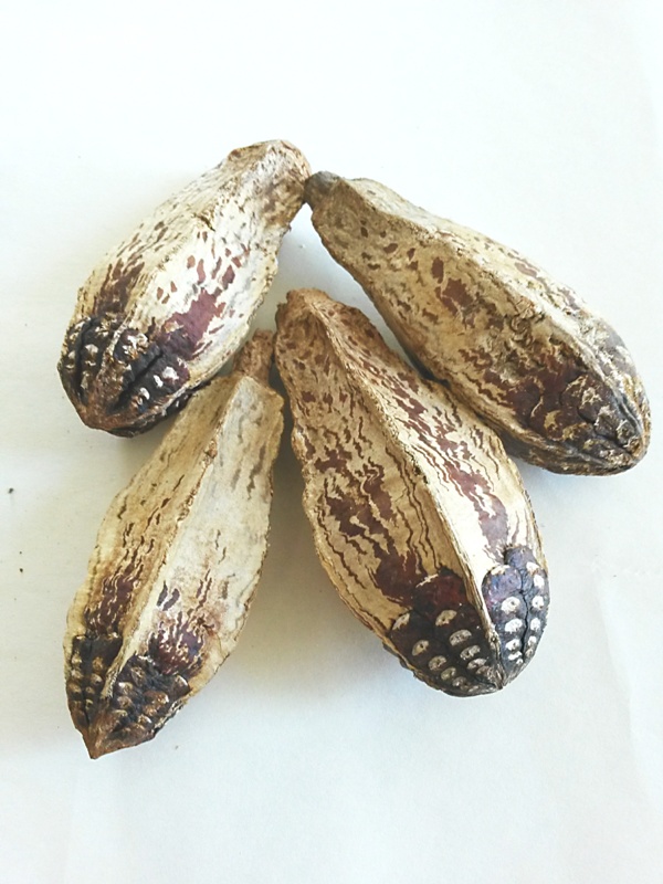 Mehogany Pod natural