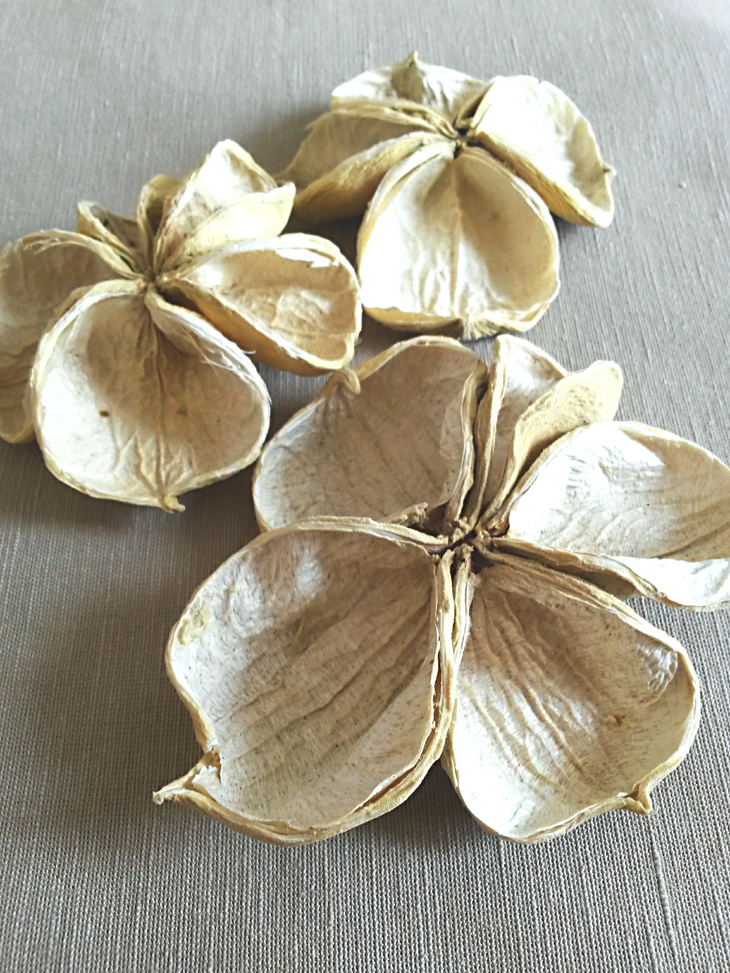 Land Lotus bělený