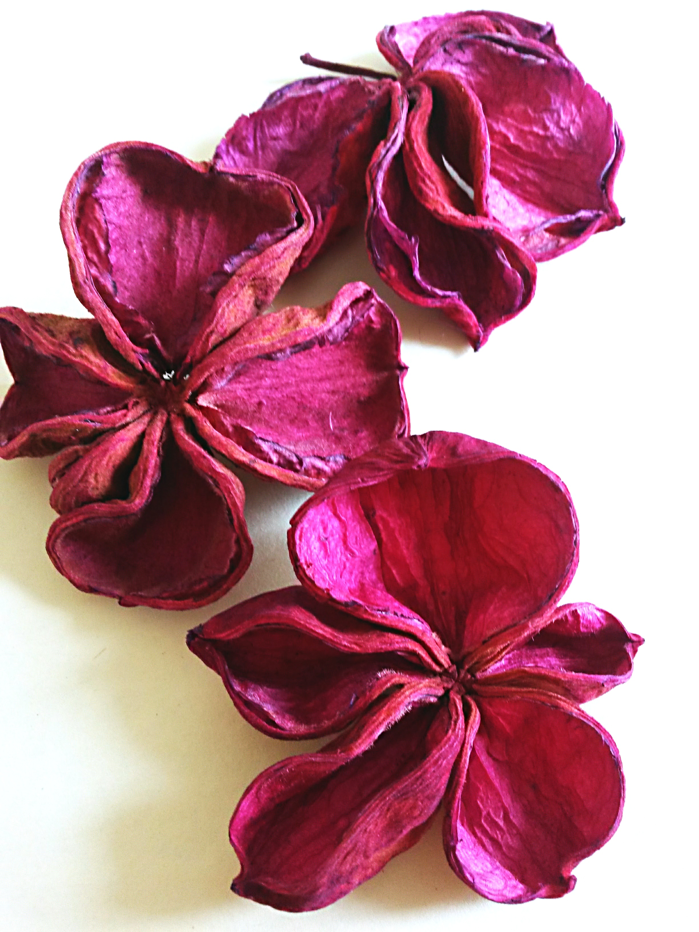 Land Lotus fialový