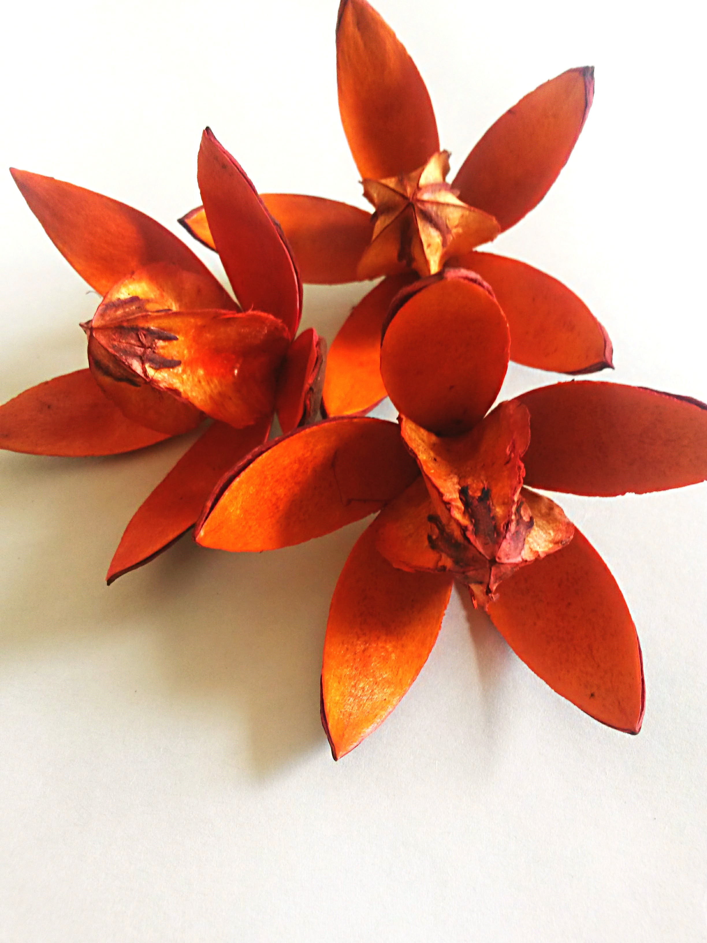 Wild lily oranžová