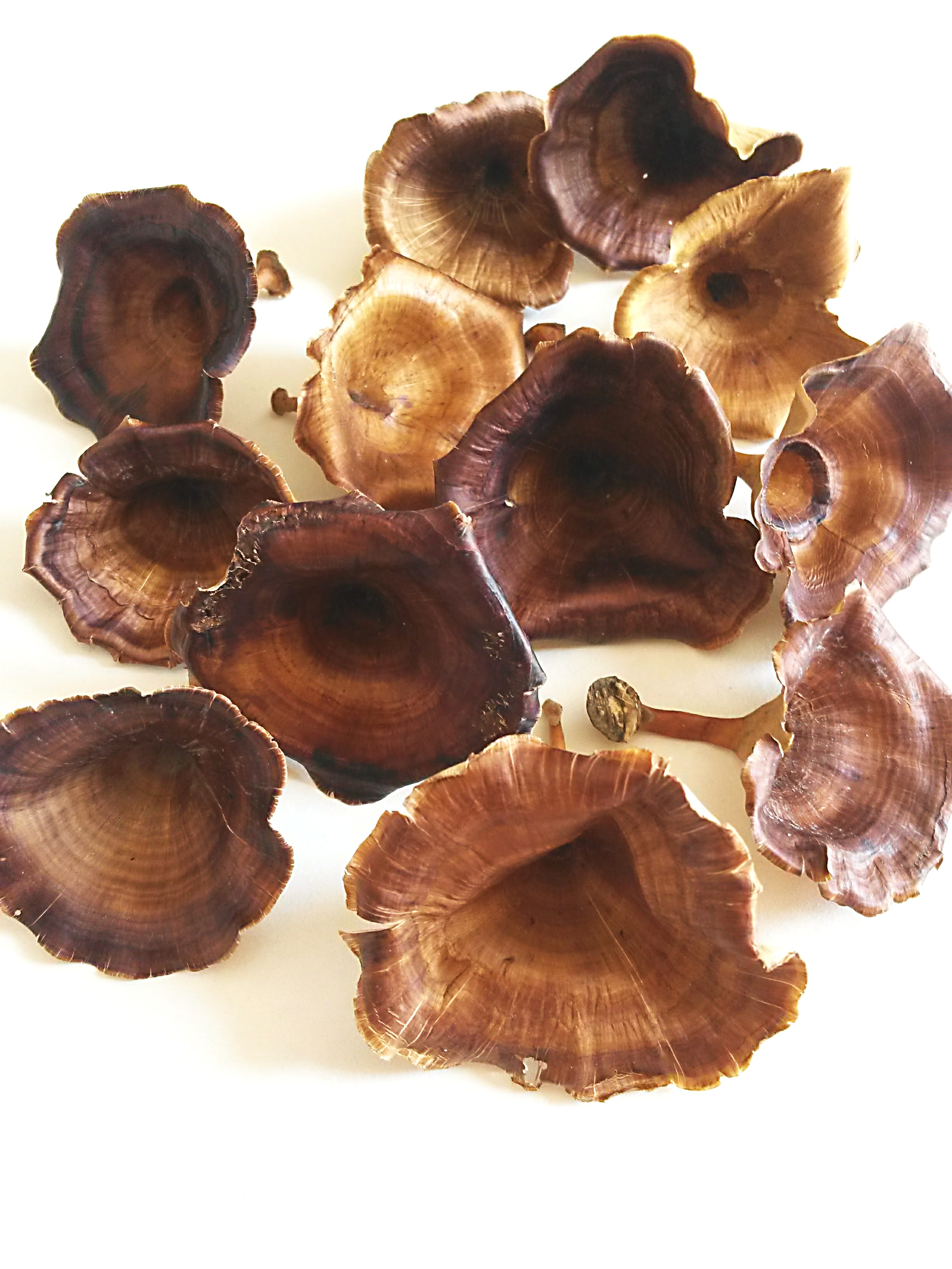 Golden Mushroom natural