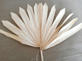 Palm sun spear bleach