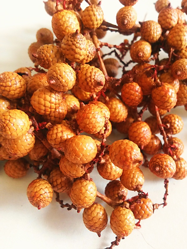 Canella Berries spec. oranžová