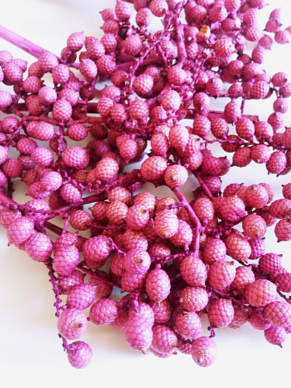 Canella Berries spec. lila