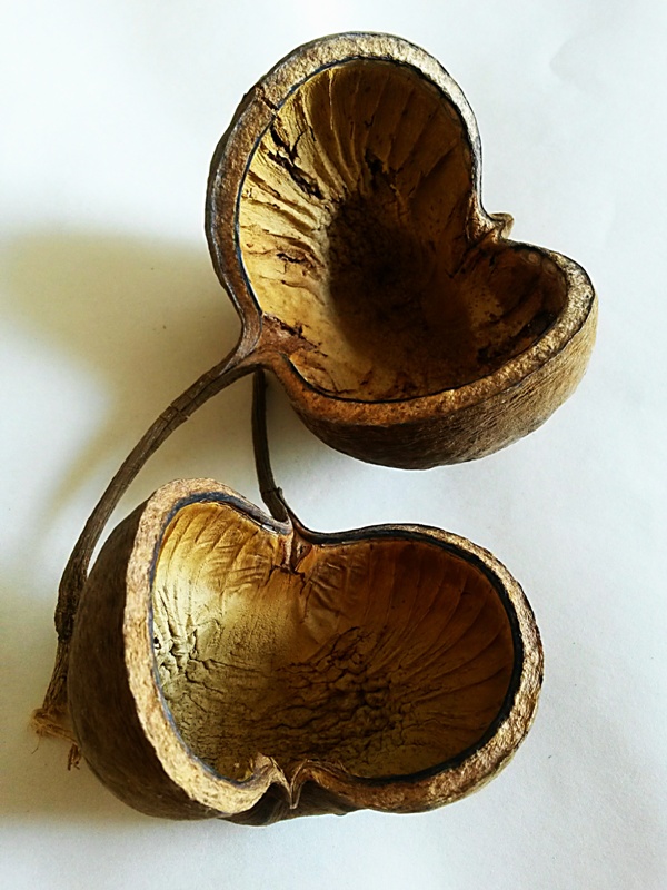 Budha nut natural