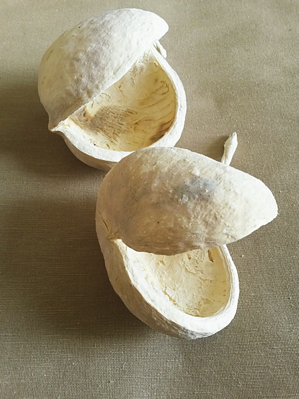 Budha nut bělený