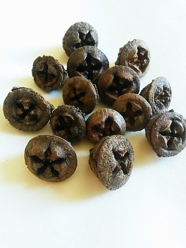 Eucalyptus pod natural