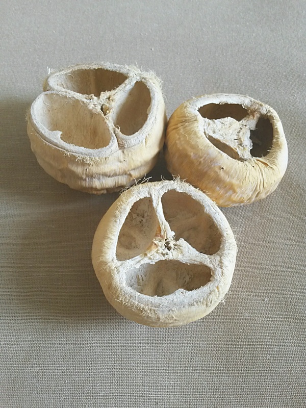 Talami bělená