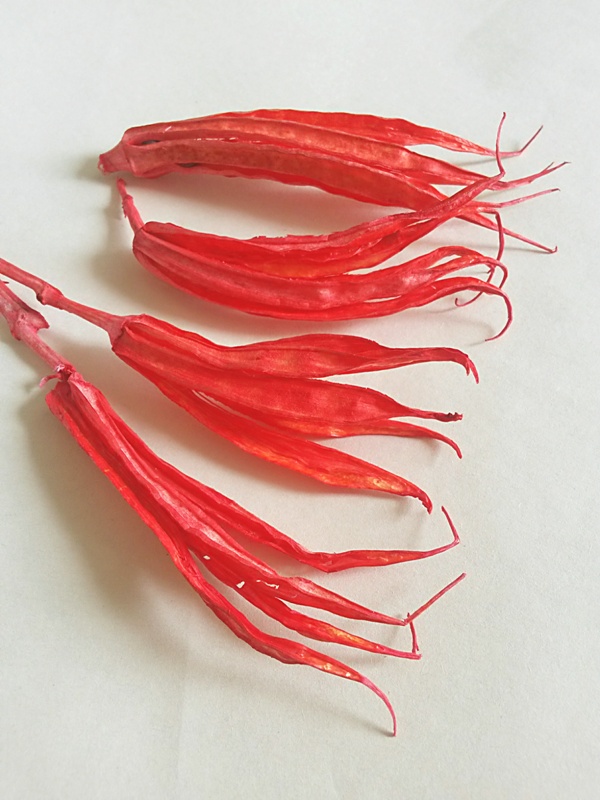 Okra pod červená