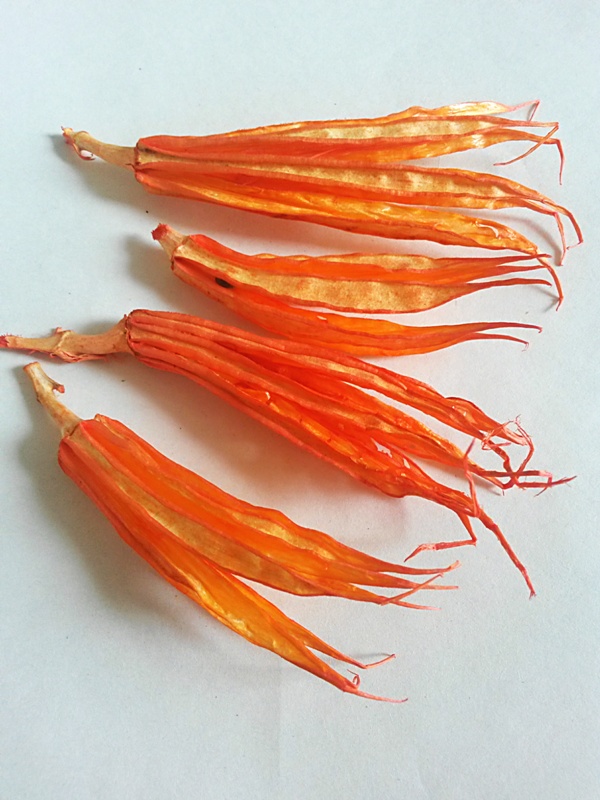 Okra pod oranžová