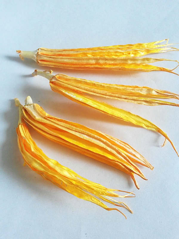 Okra pod žlutá