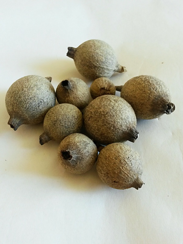 Gouri fruit natural