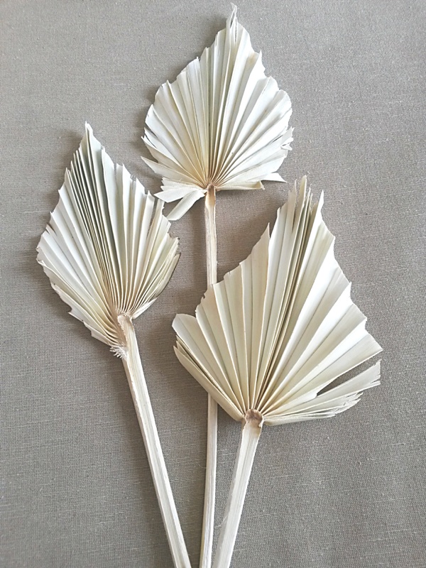 Palm  spear bělená