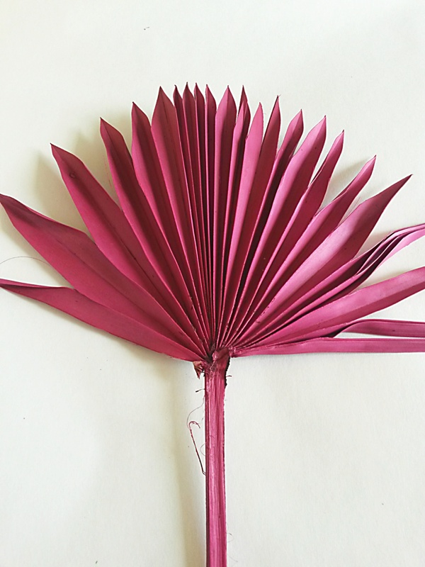 Palm sun spear fuchsia