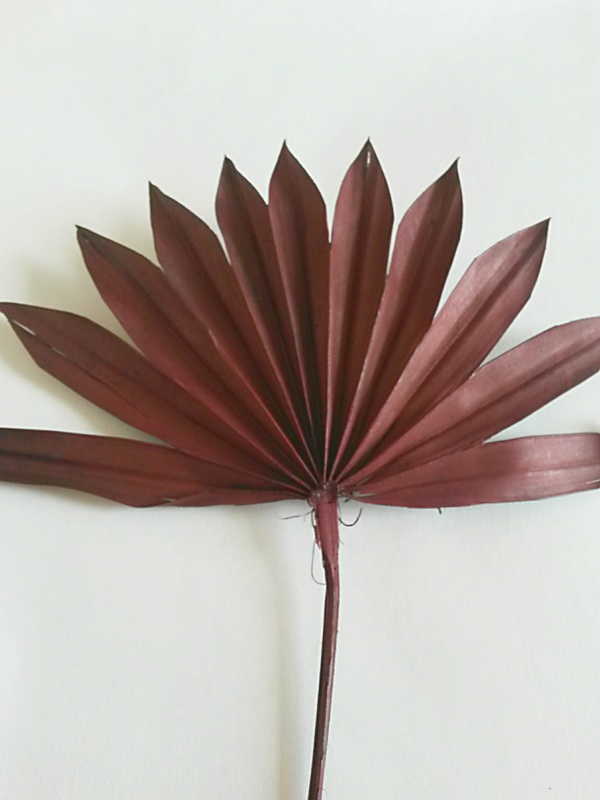 Palm sun spear hnědá