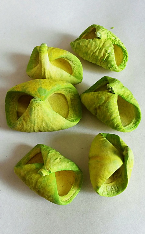 Rosunia Petal zelená