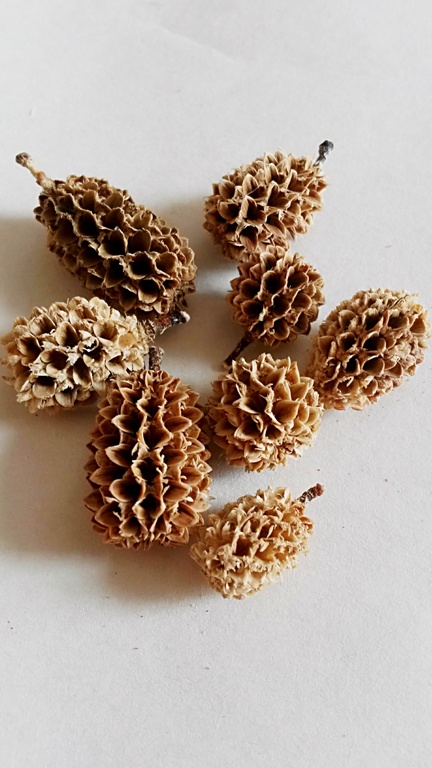 Casurina cream