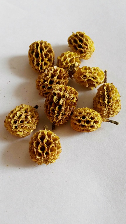 Casurina zelená