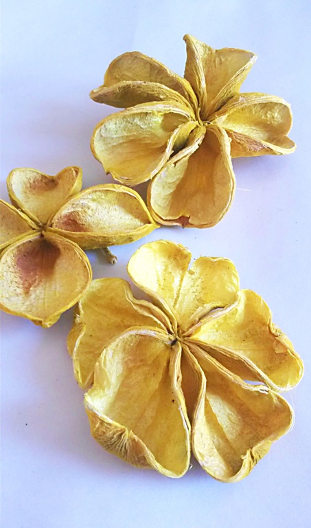 Land lotus žlutá