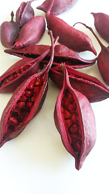 Brachyciton dřevěné lusky red